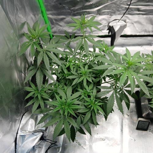 Blue Zushi. Week 5