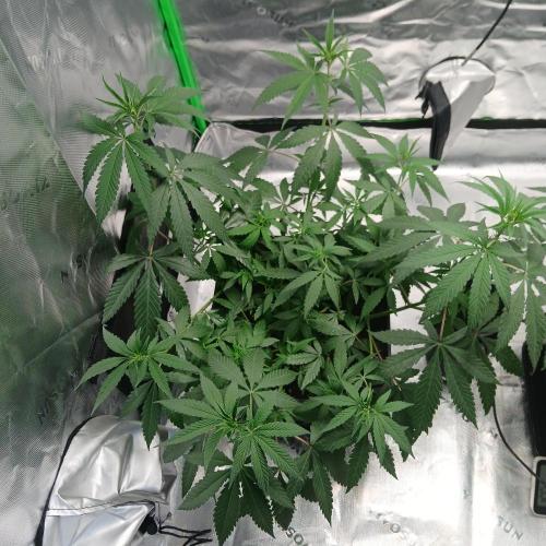 Blue Zushi Dutch Passion. Week 6