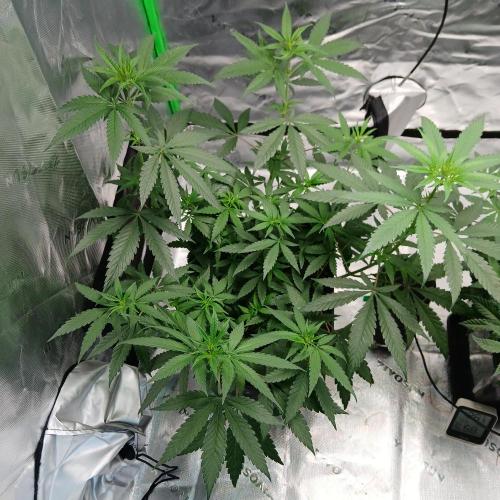 Blue Zushi Dutch Passion. Week 6