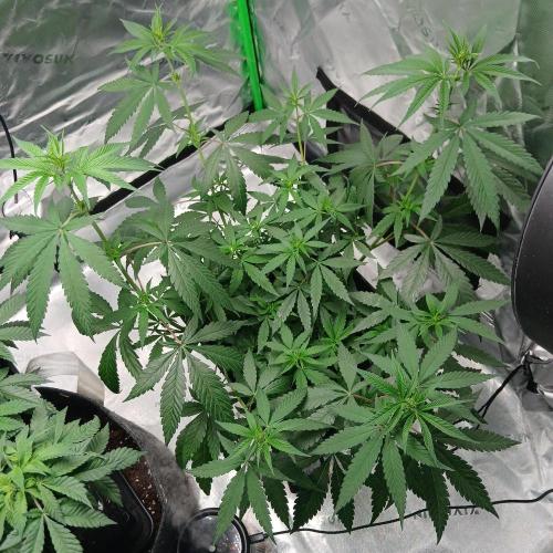 Blue Zushi Dutch Passion. Week 6
