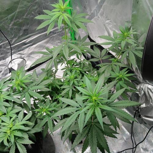 Blue Zushi Dutch Passion. Week 6