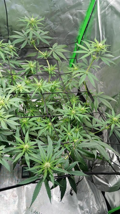 Blue Zushi Dutch Passion. Week 7