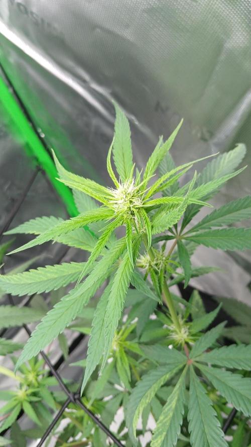 Blue Zushi Dutch Passion. Week 7