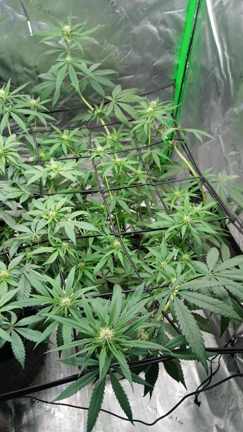 Blue Zushi Dutch Passion. Week 7