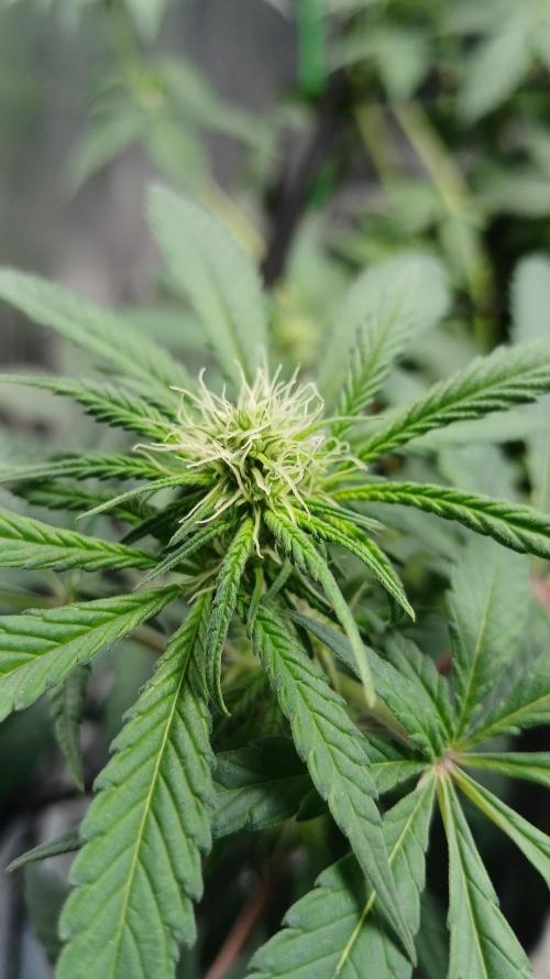 Blue Zushi Dutch Passion. Week 7