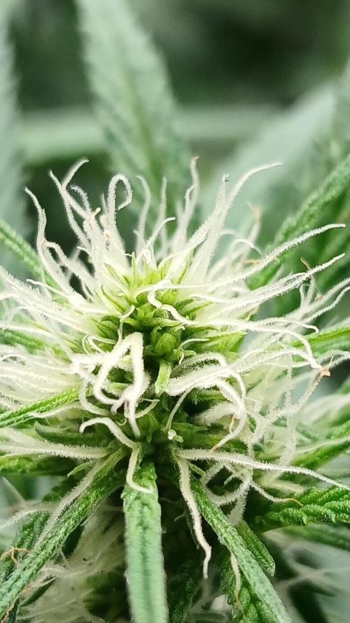 Blue Zushi Dutch Passion. Week 7