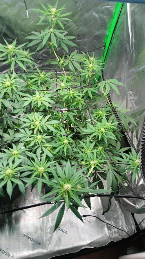 Blue Zushi Dutch Passion. Week 7