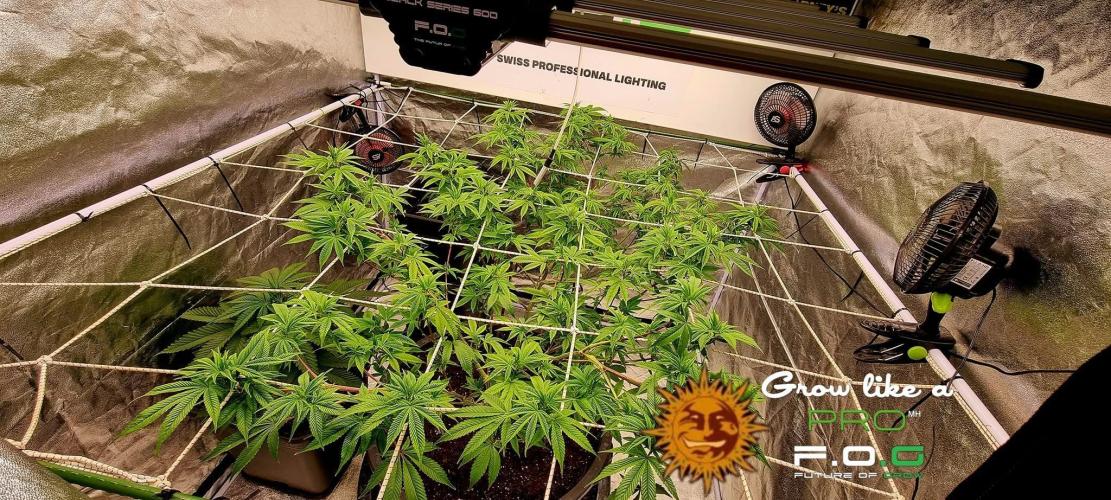 Wedding Cake. Week 5