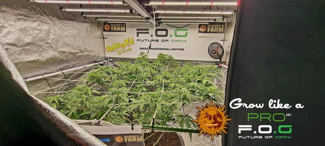 Wedding Cake. Week 6