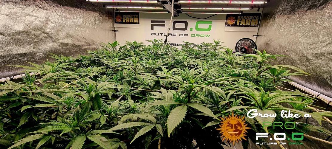Wedding Cake. Week 10