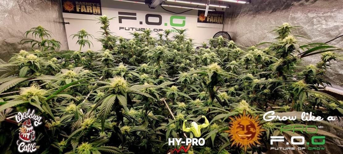 Wedding Cake. Week 12