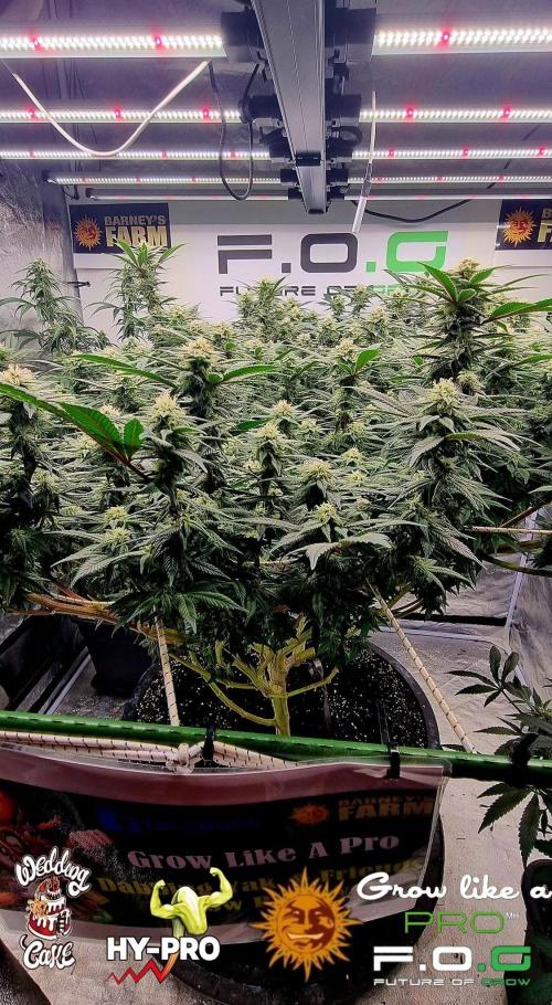 Wedding Cake. Week 13