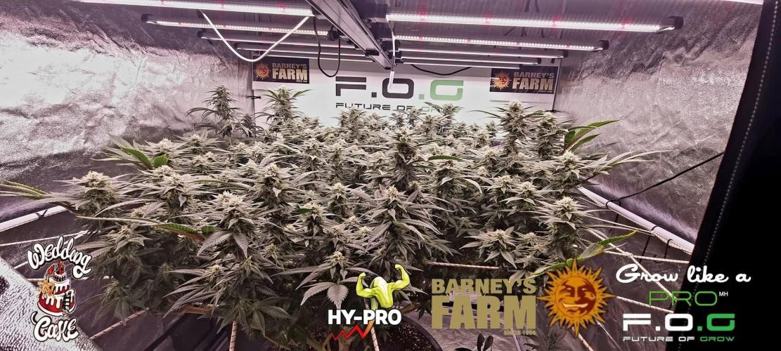 Wedding Cake. Week 14