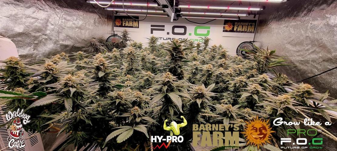 Wedding Cake. Week 15