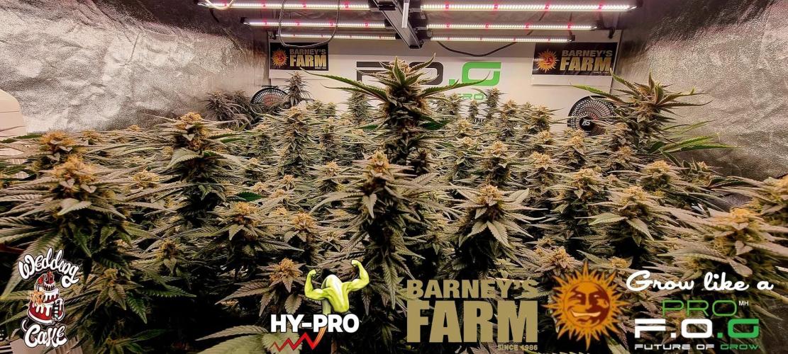 Wedding Cake. Week 16