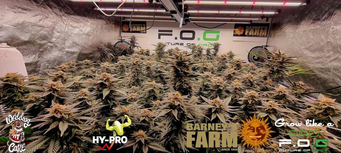 Wedding Cake. Week 17