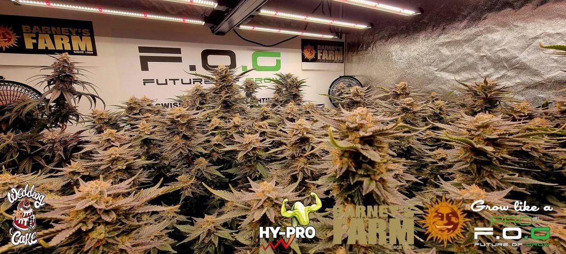 Saison3-#WeddingCake. Week 18