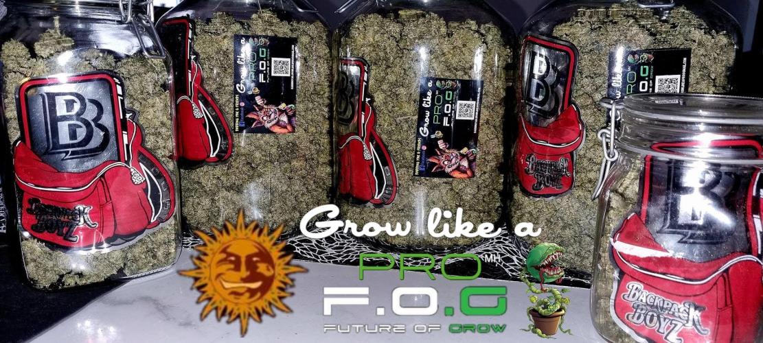 Dabbing Yak & Friends Grow Barney's Farm Saison2 - Halloween 🎃 Special - #GMO . Week 11 - #GMO 