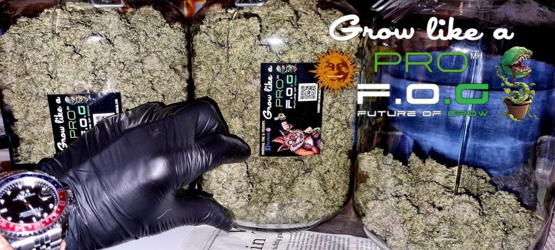 GMO Cookies. Week 11