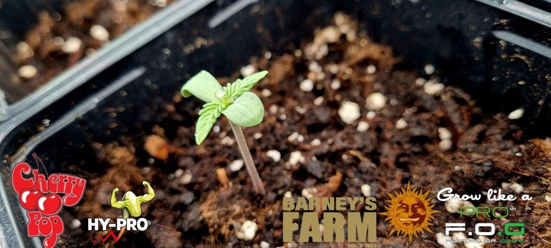 Saison 4 RS 11. Week 0