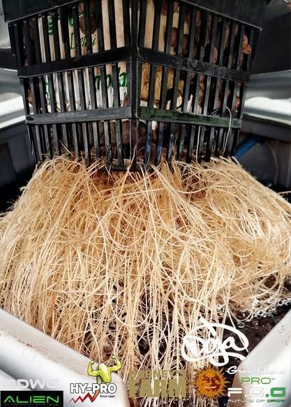 Saison 4 RS 11. Week 3 - nice Roots 