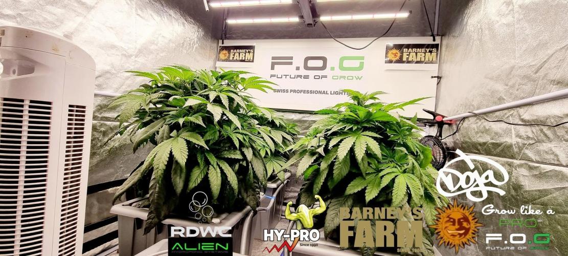 Saison 4 RS 11. Week 6