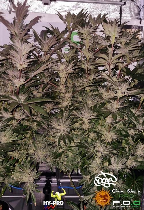 Saison 4 RS 11. Week 12