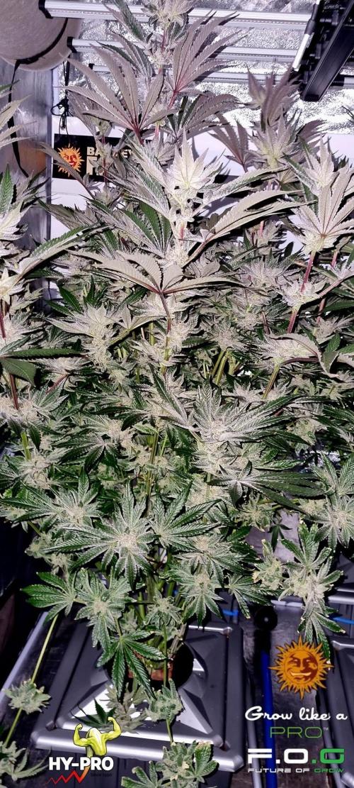 Saison 4 RS 11. Week 12