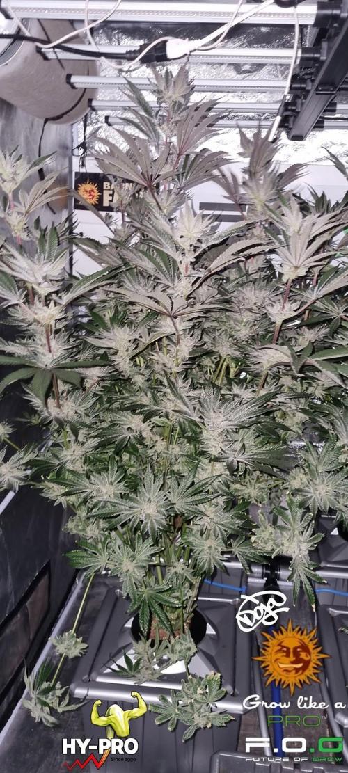 Saison 4 RS 11. Week 12