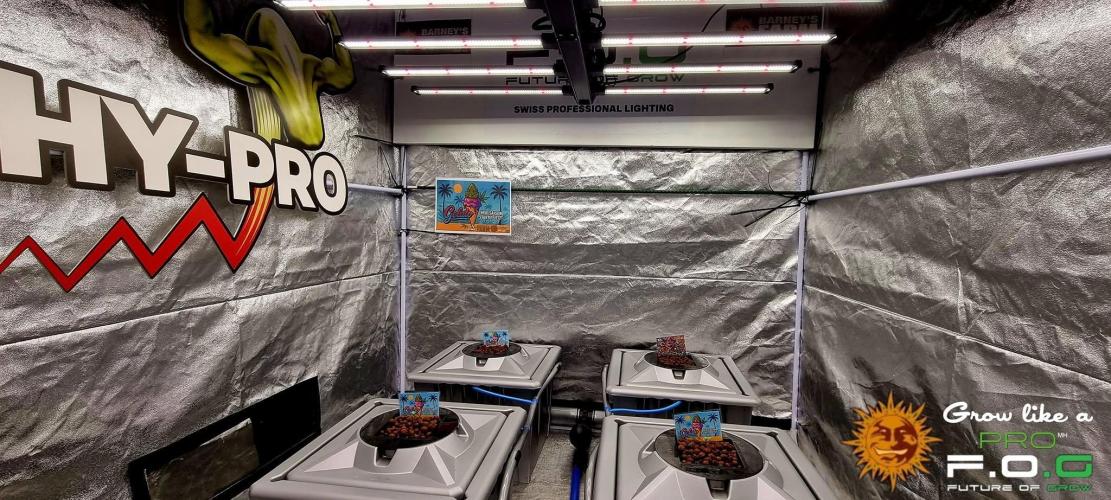 Gelato-Season is ON!. Week 0