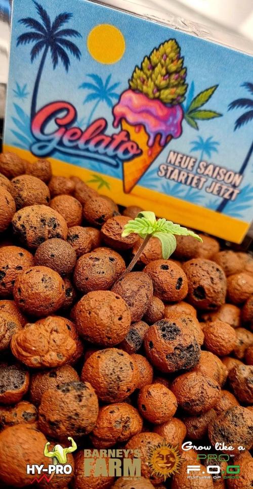 Gelato-Season is ON!. Week 0