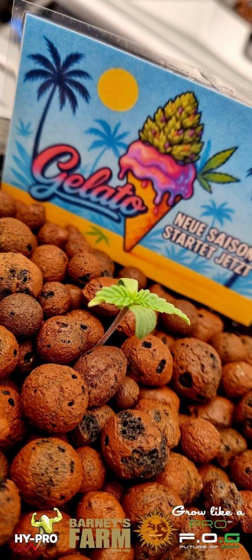Gelato-Season is ON!. Week 0