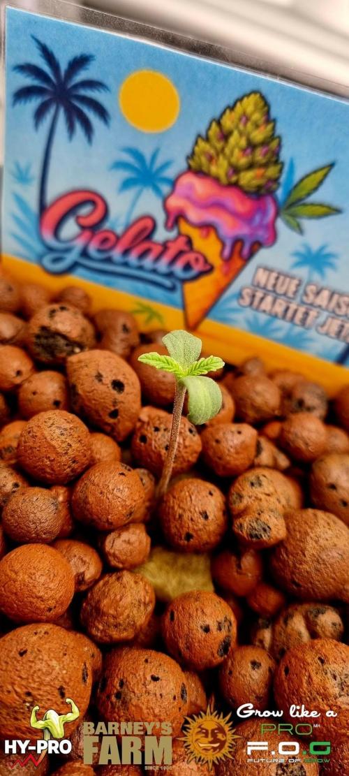 Gelato-Season is ON!. Week 0