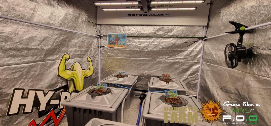 Gelato-Season is ON!. Week 1