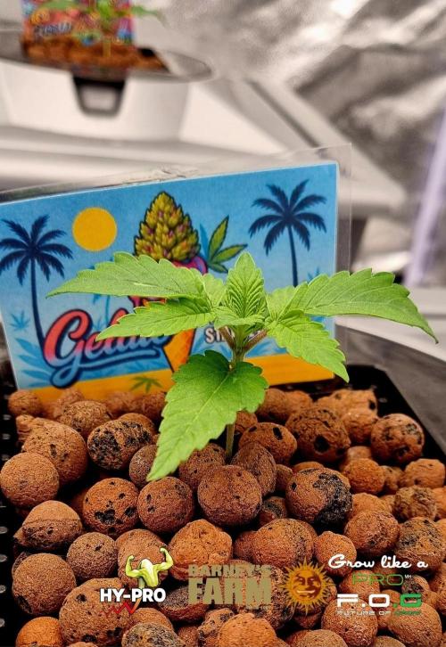 Gelato-Season is ON!. Week 1