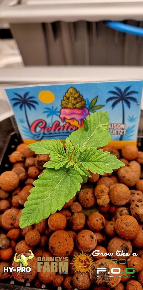 Gelato-Season is ON!. Week 1 - #Gelato