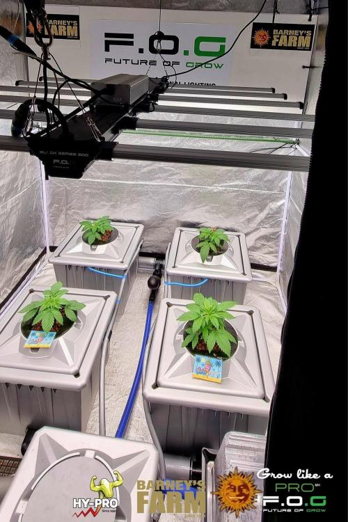 Gelato-Season is ON!. Week 2