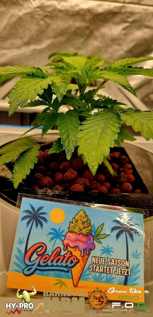Gelato-Season is ON!. Week 2