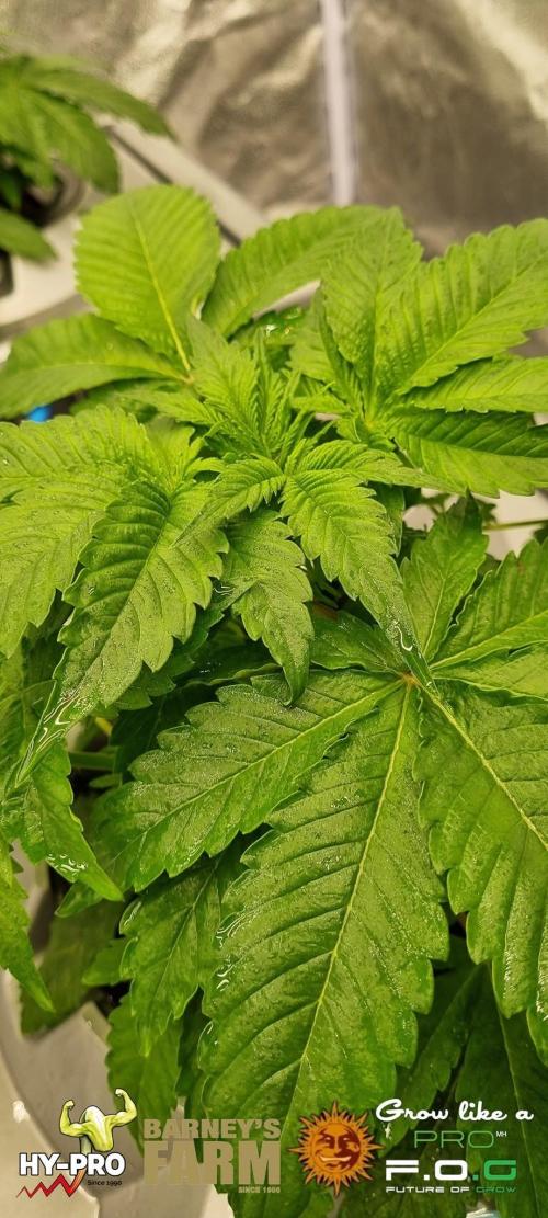 Gelato-Season is ON!. Week 2