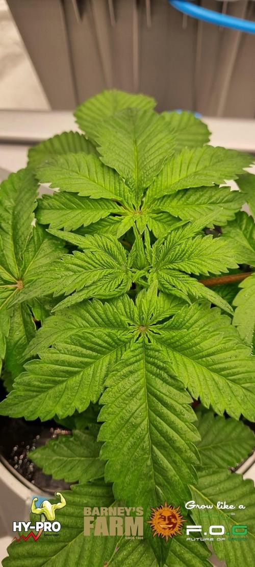 Gelato-Season is ON!. Week 2