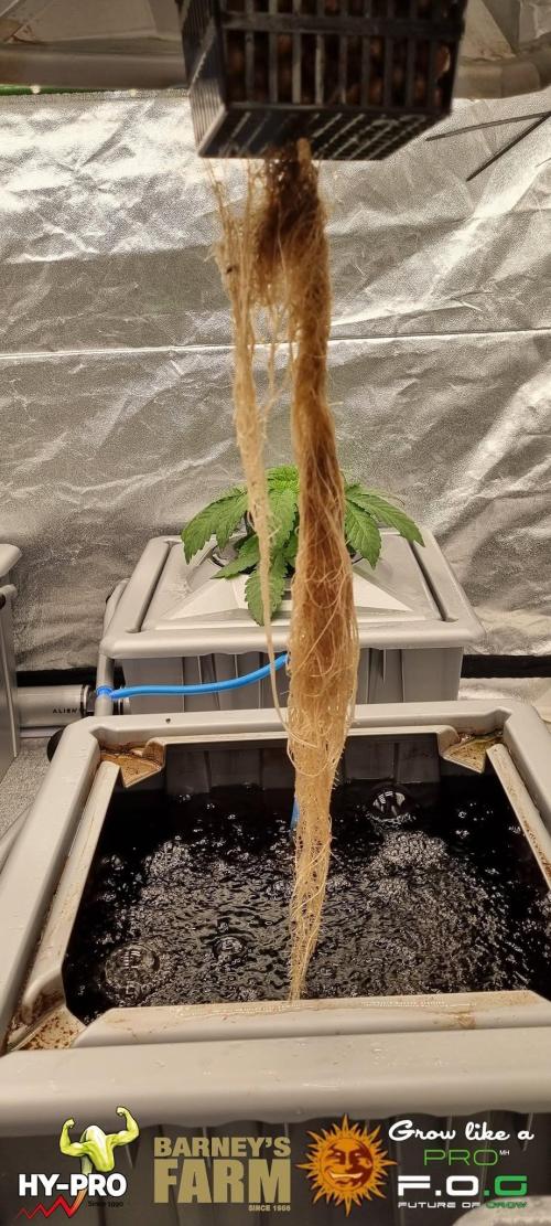 Gelato-Season is ON!. Week 2
