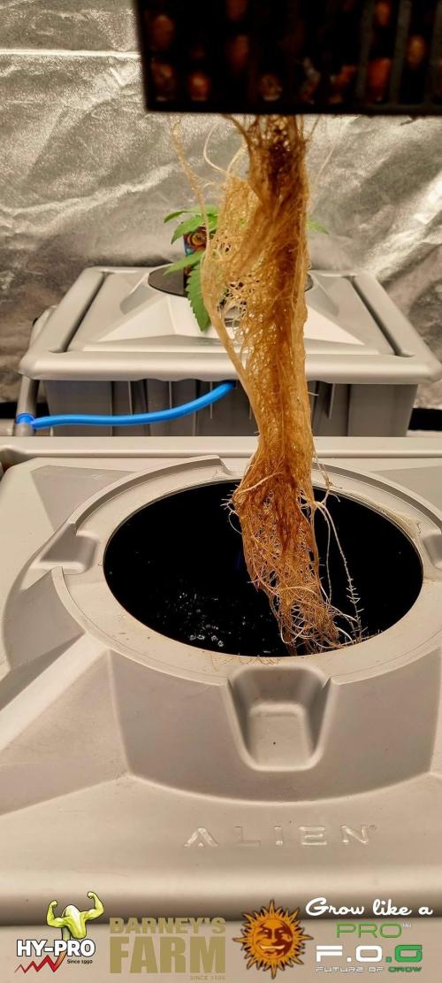 Gelato-Season is ON!. Week 2