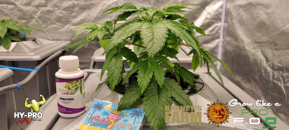Gelato-Season is ON!. Week 2
