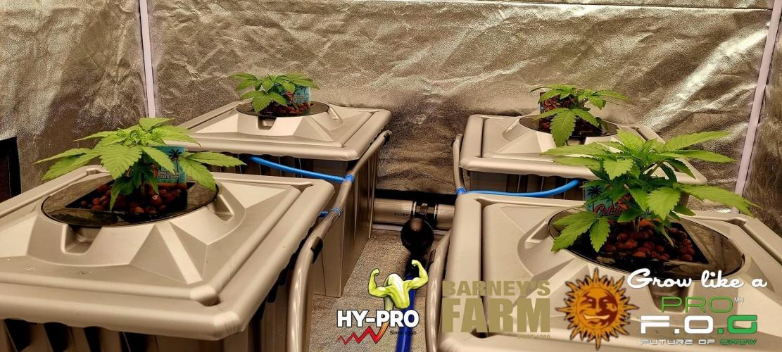 Gelato-Season is ON!. Week 2