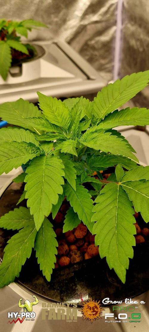 Gelato-Season is ON!. Week 2