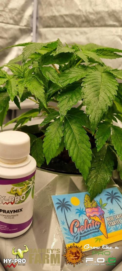 Gelato-Season is ON!. Week 2