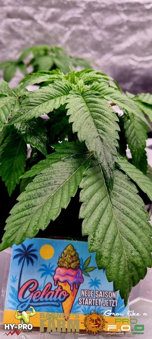 Gelato-Season is ON!. Week 2