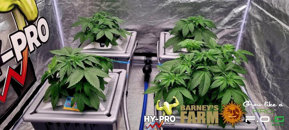 Gelato-Season is ON!. Week 3