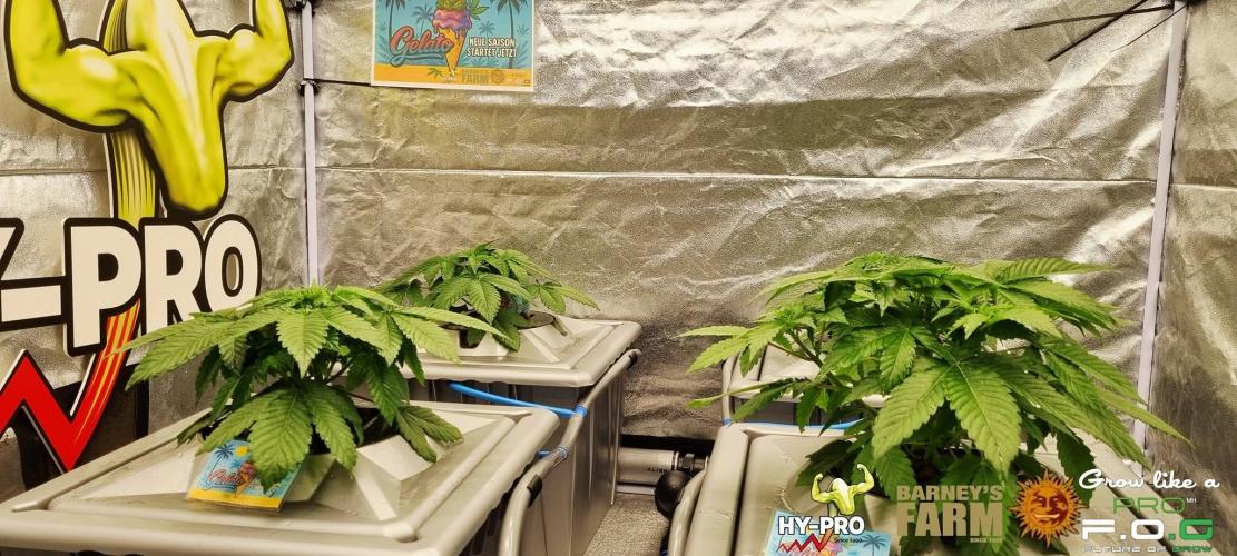 Gelato-Season is ON!. Week 3