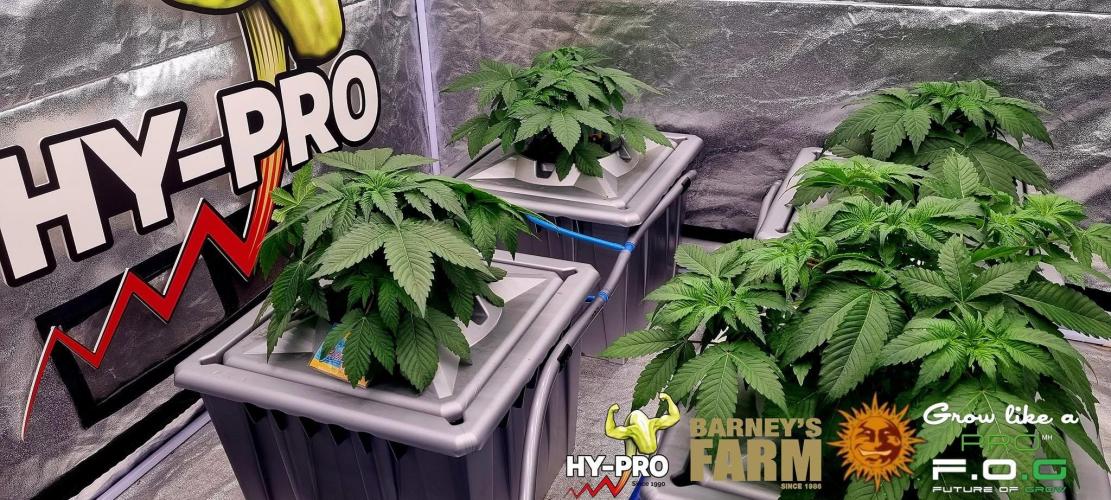Gelato-Season is ON!. Week 3